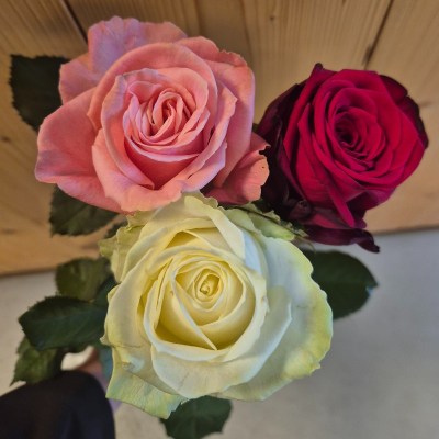 Rozen
